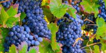images/categorieimages/Monastrell grape.jpg